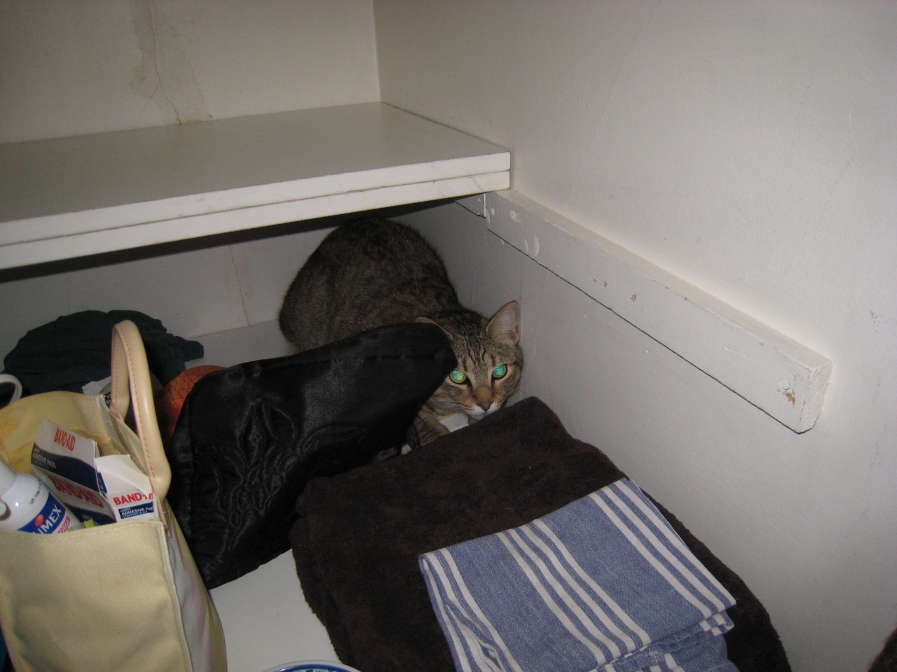 a cat sits in the corner of a closet with blue and white towels