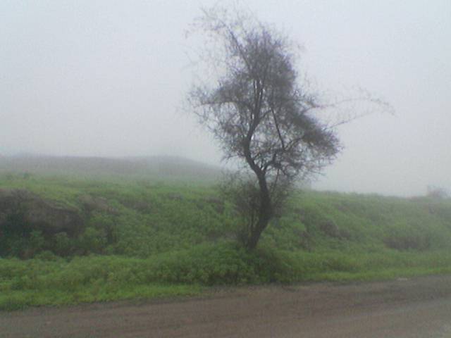 the lonely tree is in the midst of a very foggy day