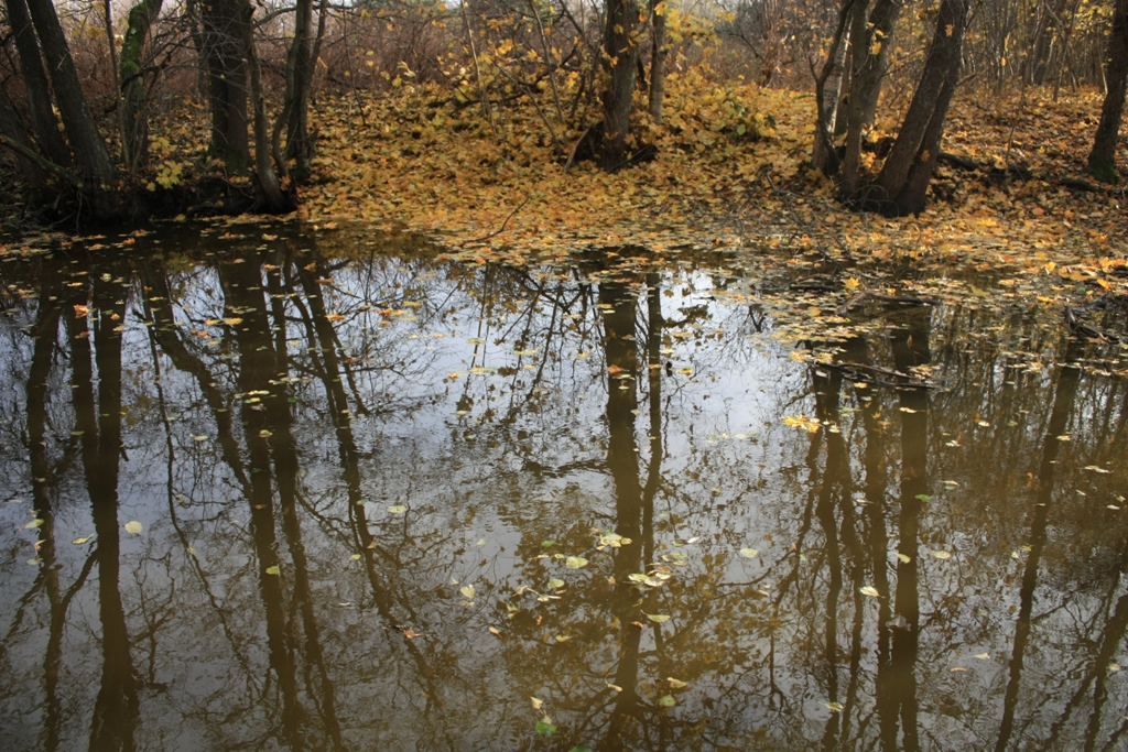 the reflection of a group of trees in water