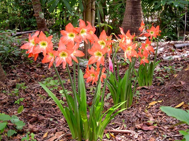 orange flowers with pink centers growing near a tree