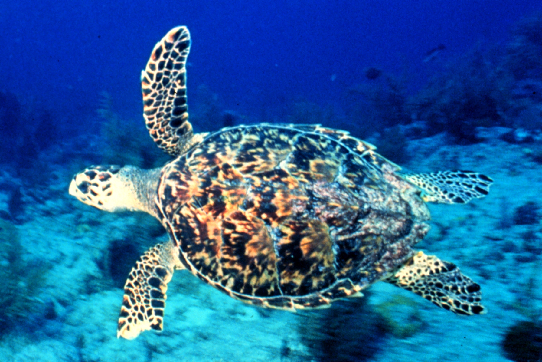 a turtle is swimming along the ocean floor