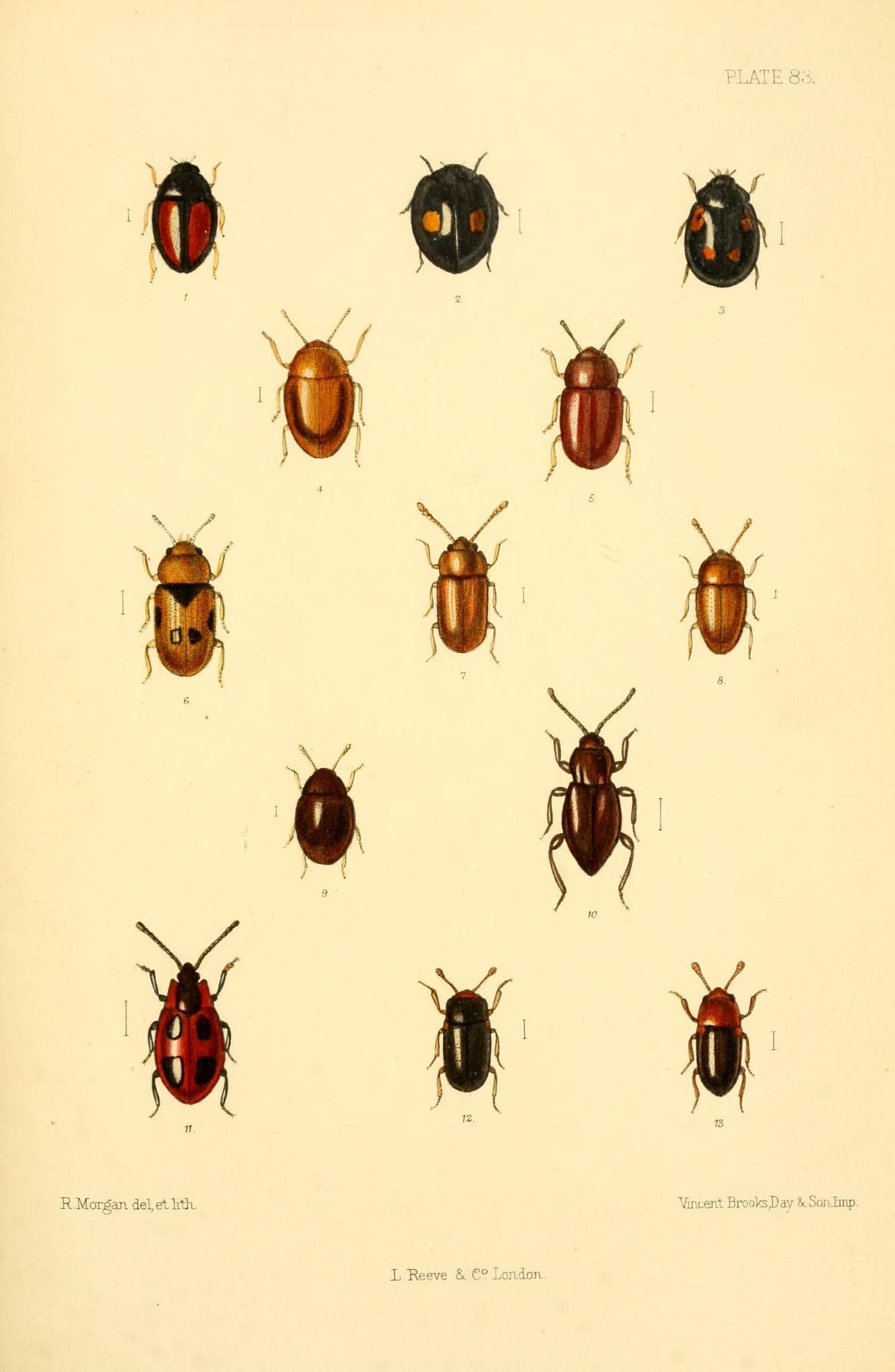 some beetles are standing together on a sheet