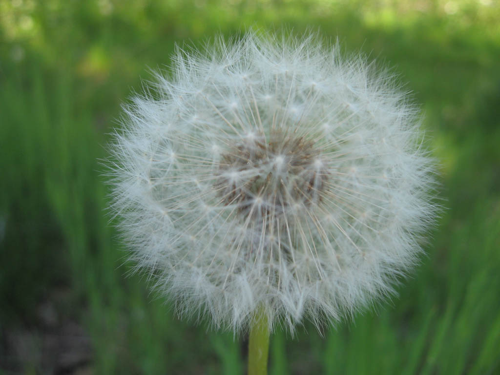 the seeds are all gone off the plant