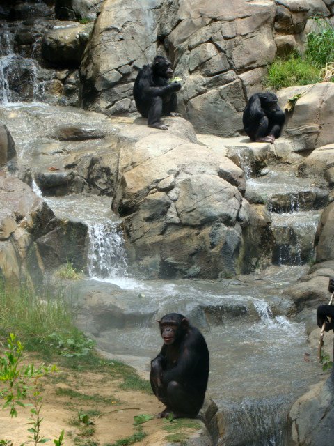 some gorillas are on the side of a river