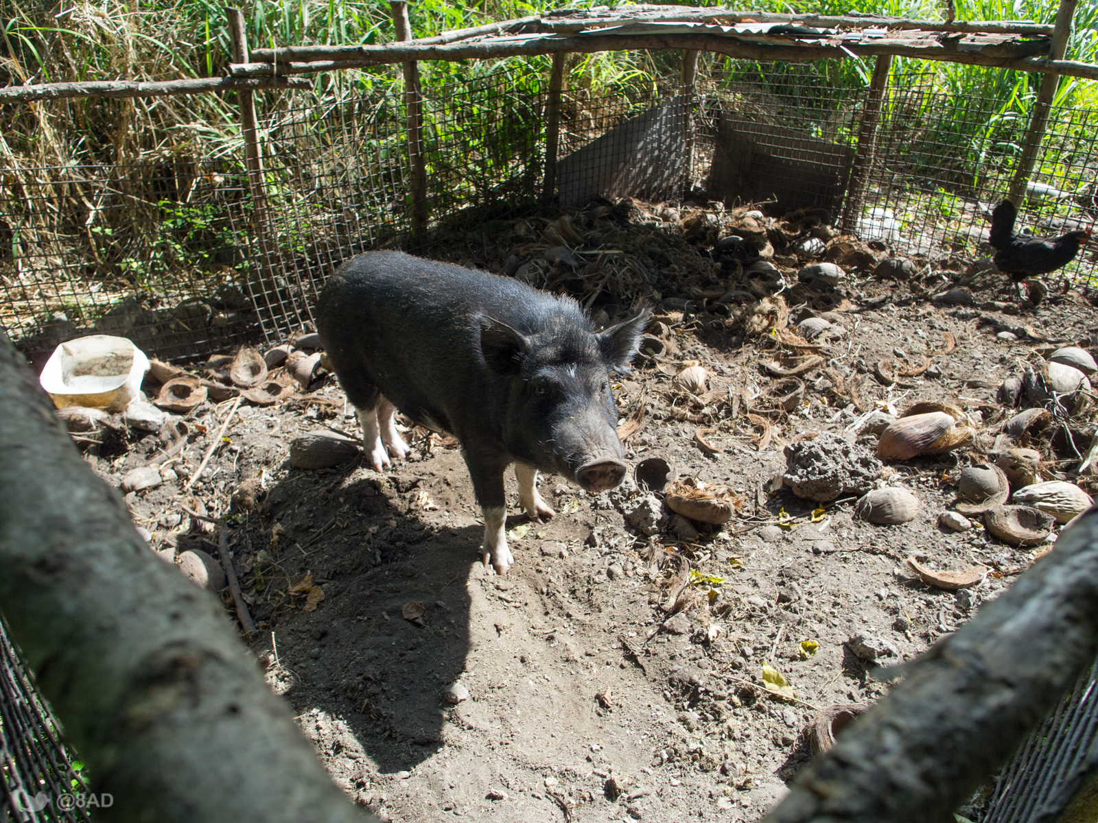 the pig is in his pen looking through its fence