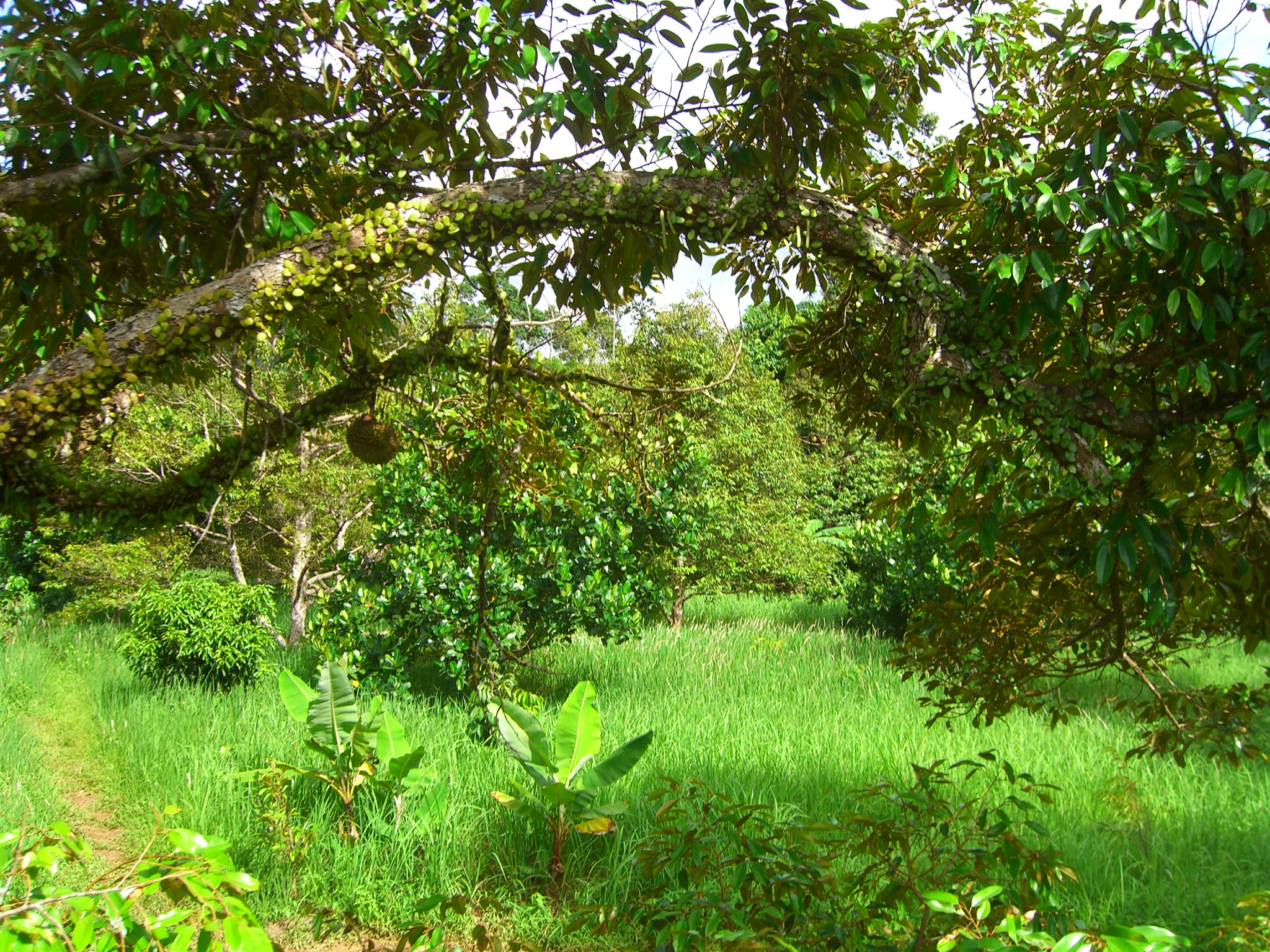 a dirt road with trees and green grass