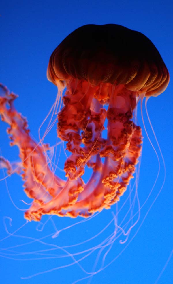 jellyfish swimming in the deep blue ocean