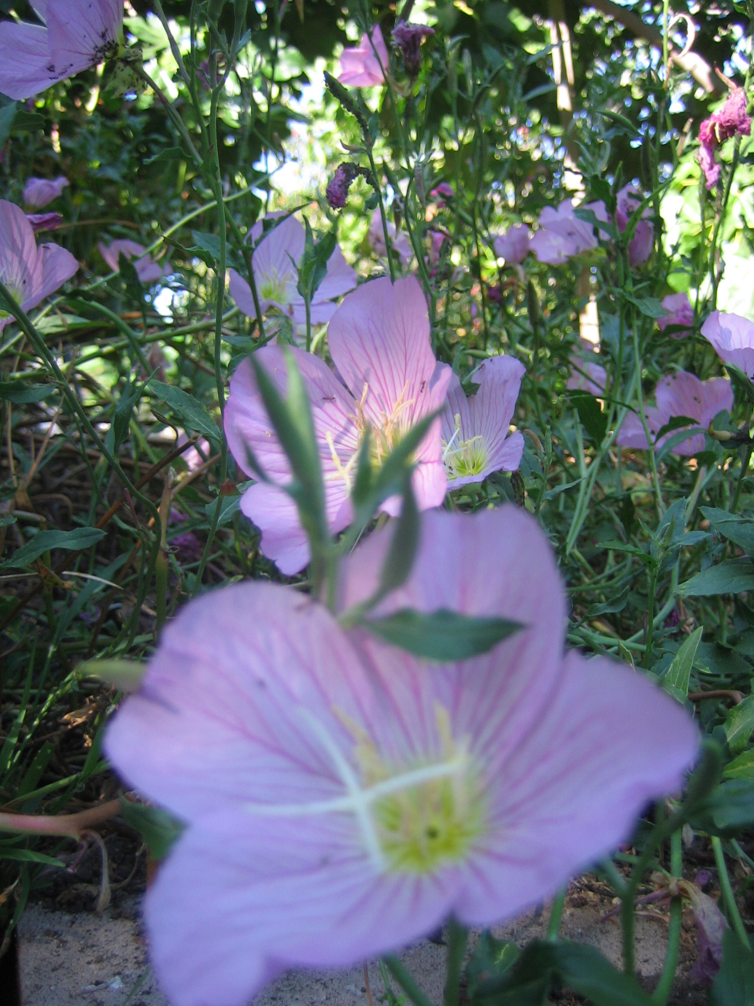 a flower that is blooming and growing on the ground