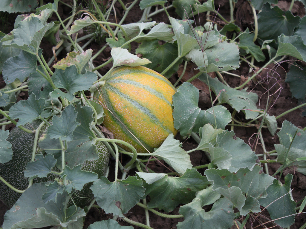 the green and yellow striped squash growing on plants