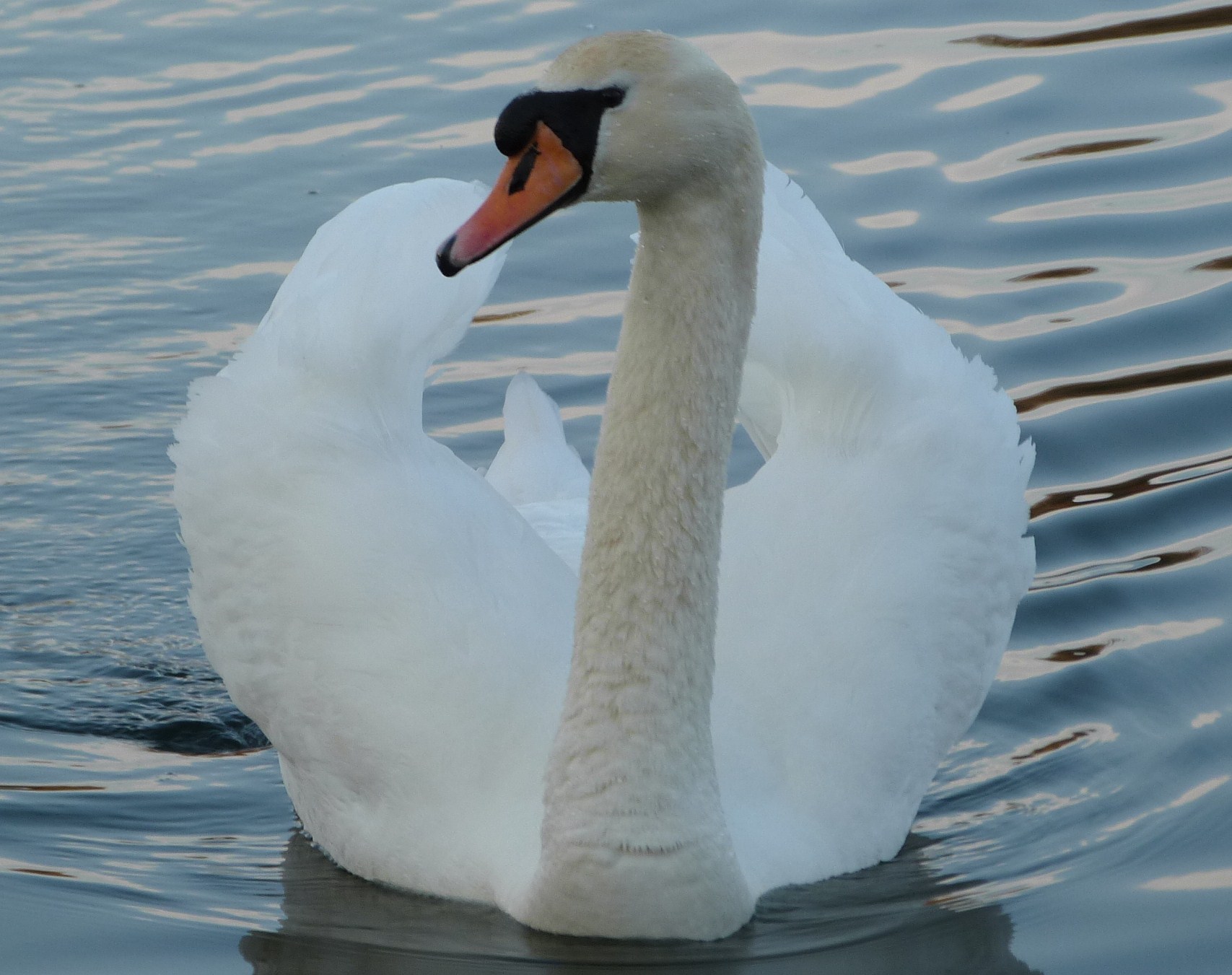 a white swan swims across the water