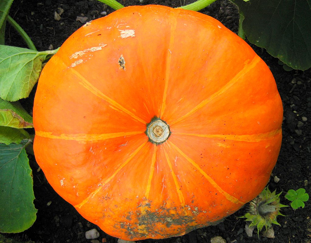 a small pumpkin is growing on the ground