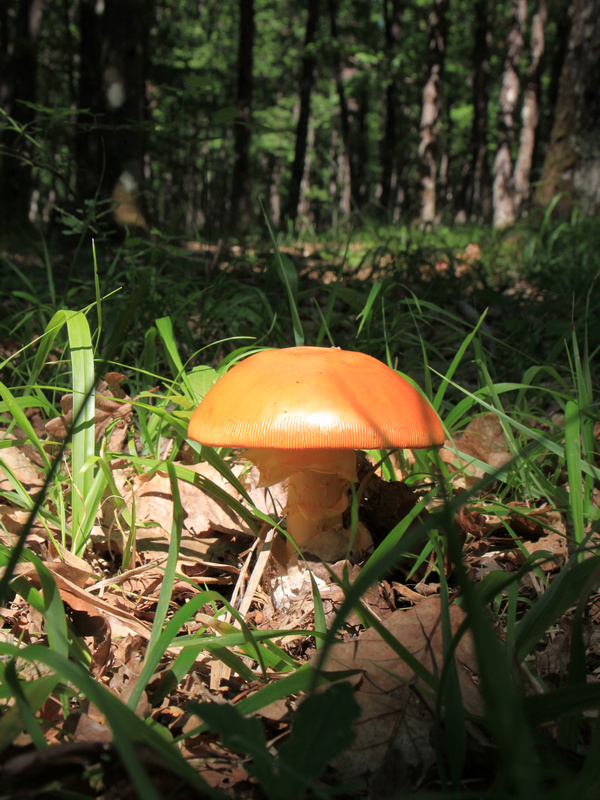 there is a orange mushroom that has grown on the ground