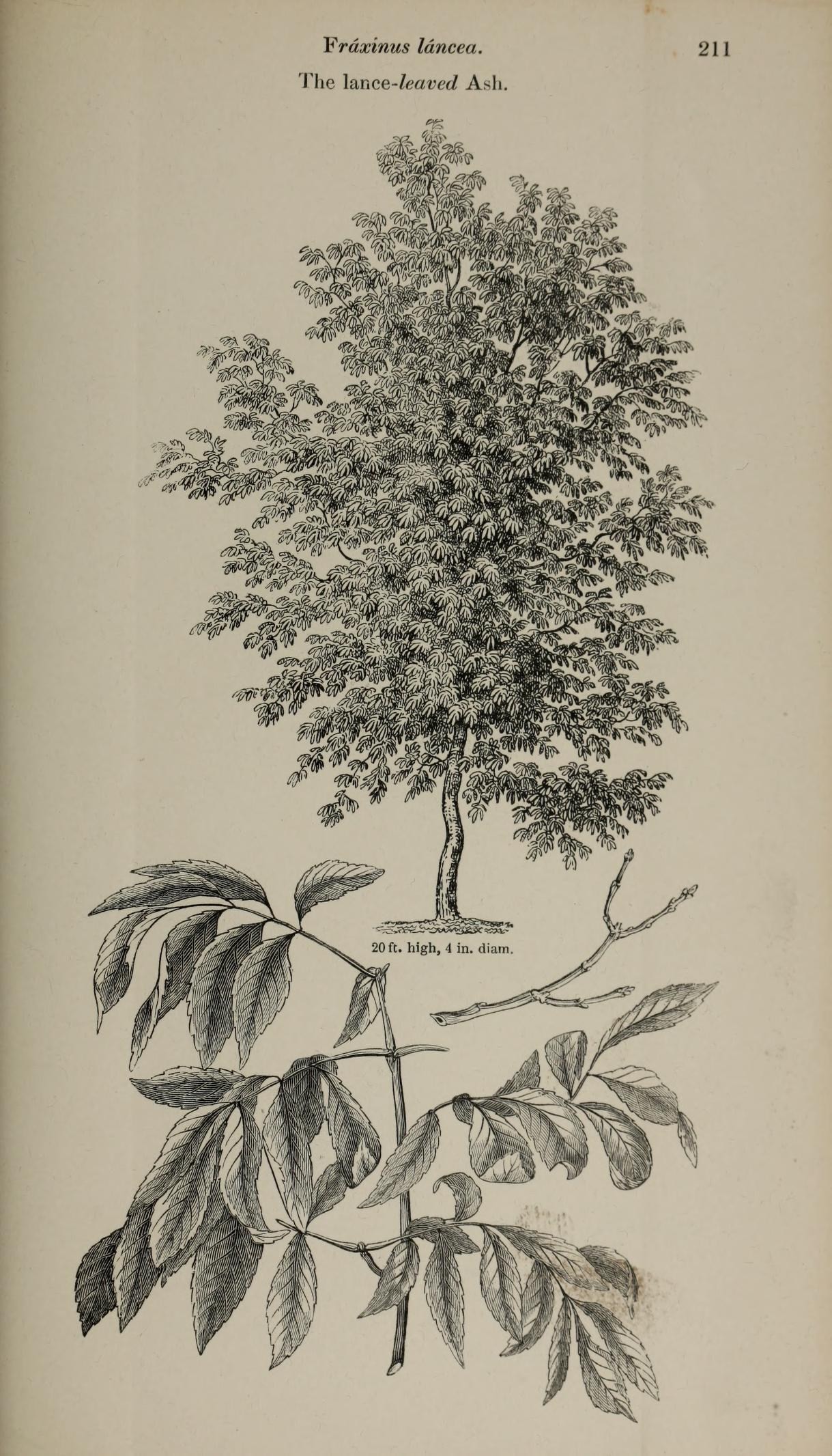 a black and white image of a leafy tree