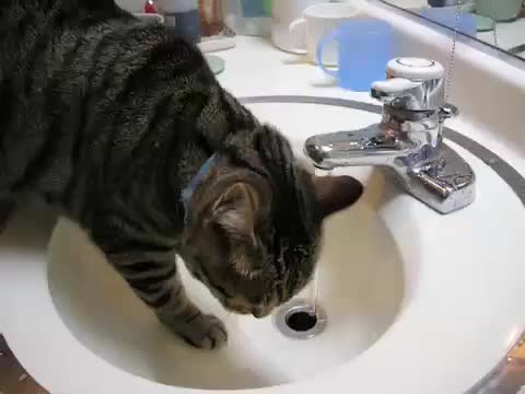 cat drinking water from sink in bathroom area