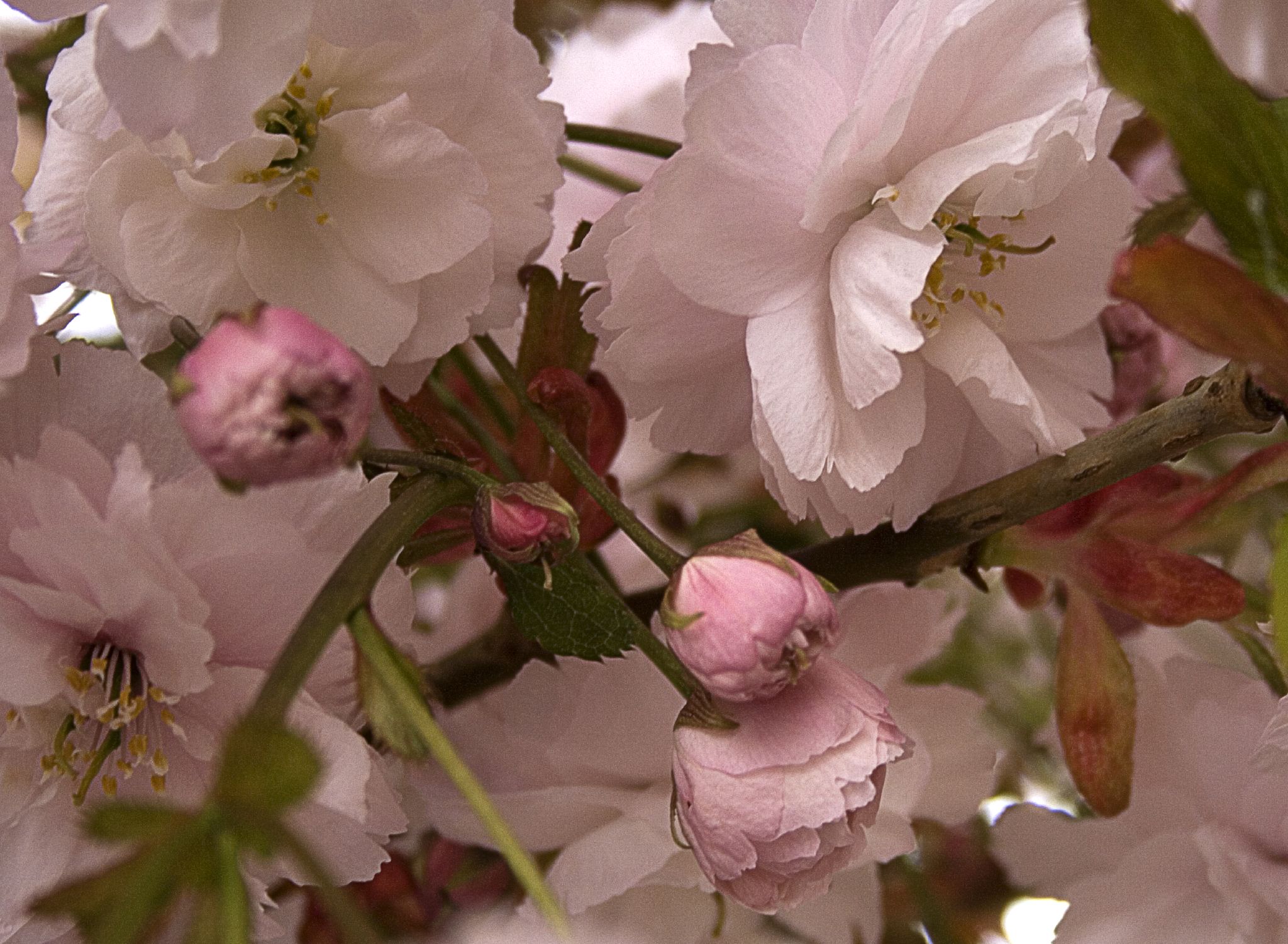 pink flowers blooming on an apple tree