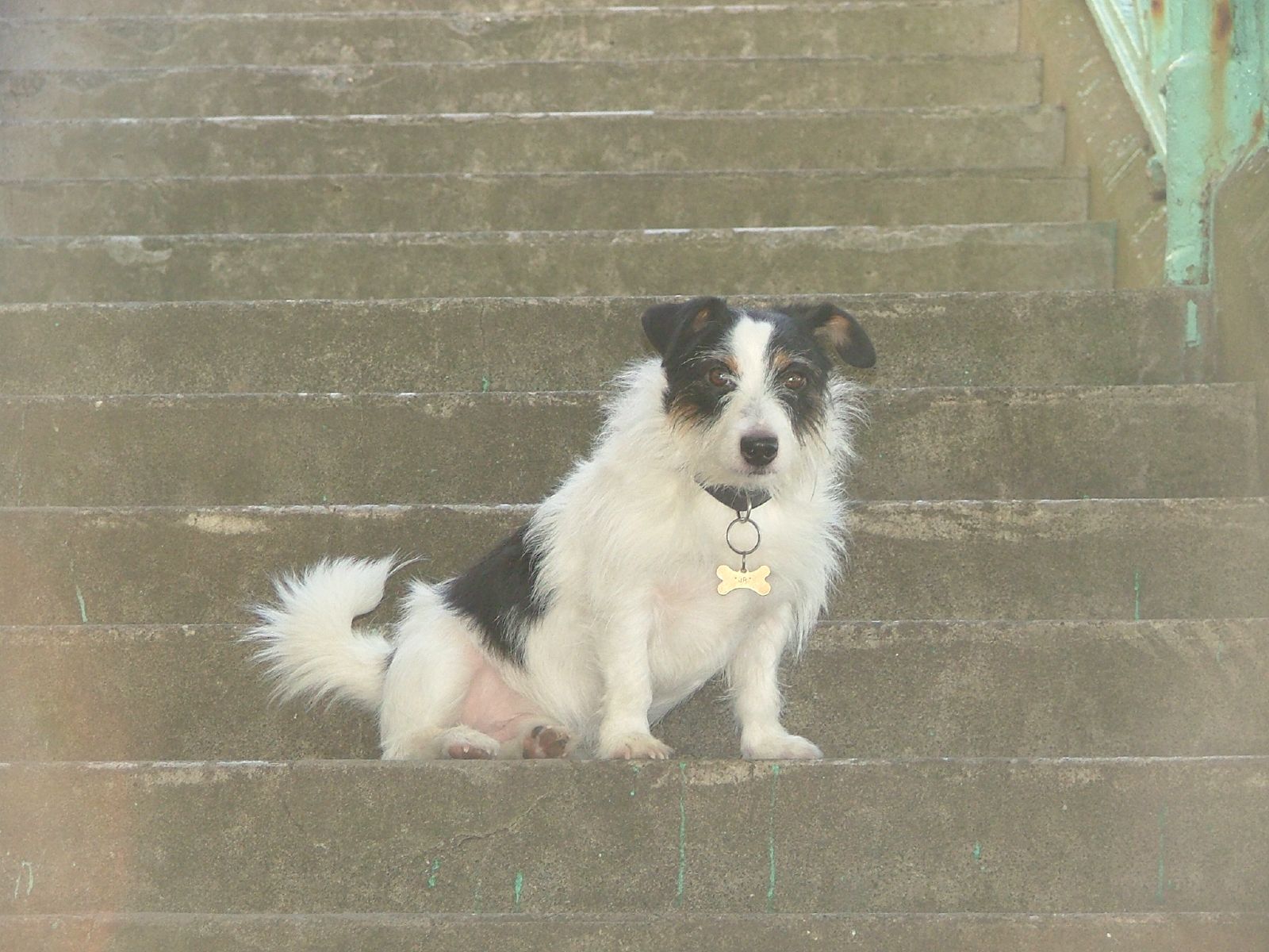 a dog sitting on some steps looking off into the distance