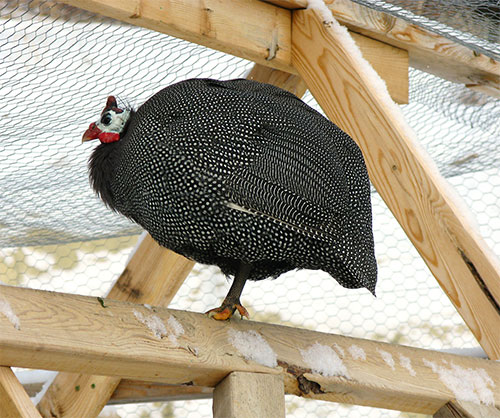 a large bird is standing on the top of a platform