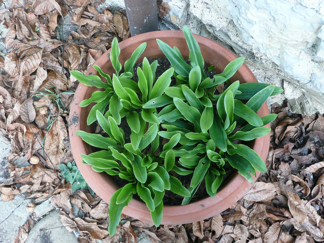 a small pot with green leaves next to a tree