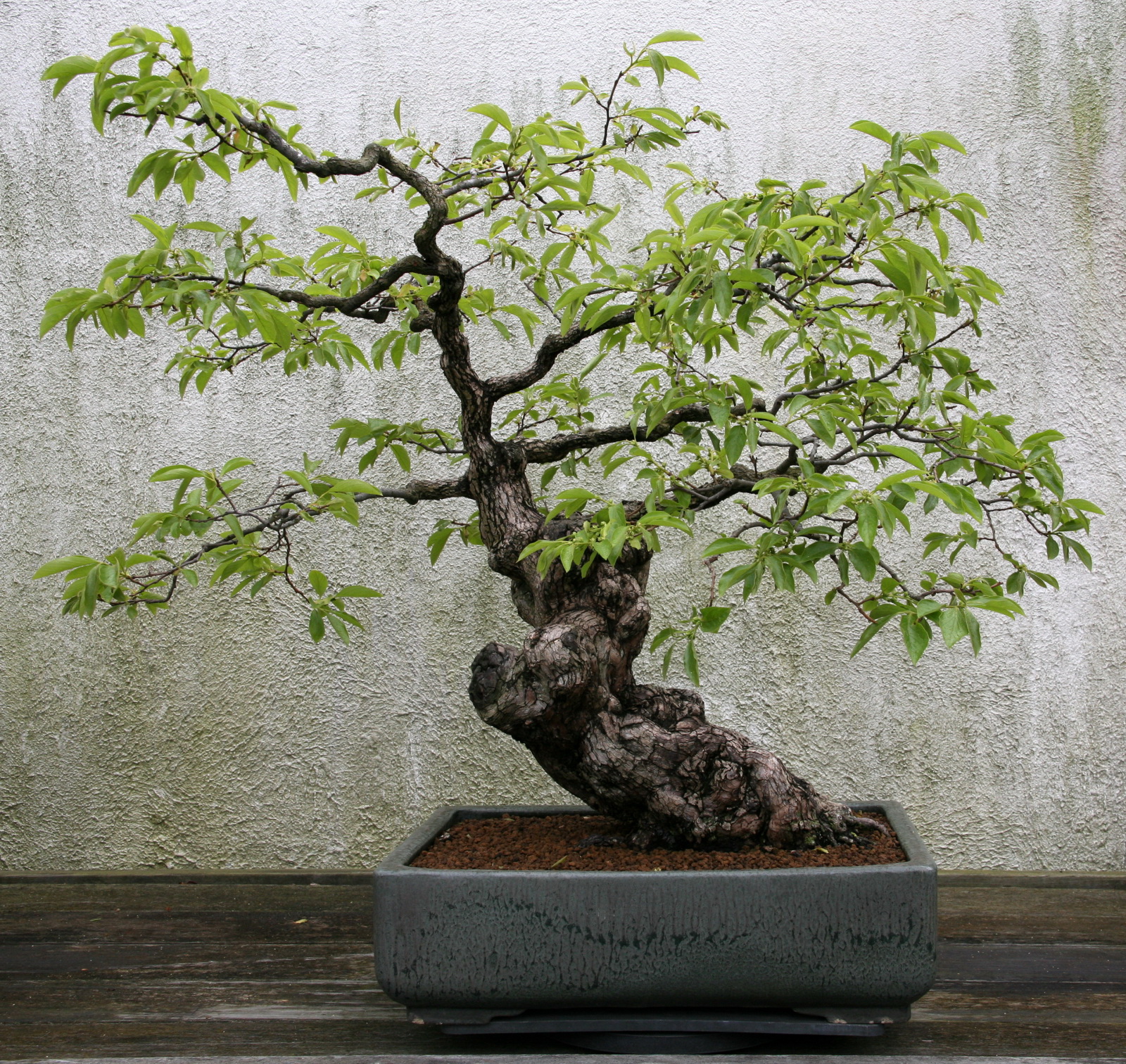 the bonsai tree in a concrete planter is very attractive