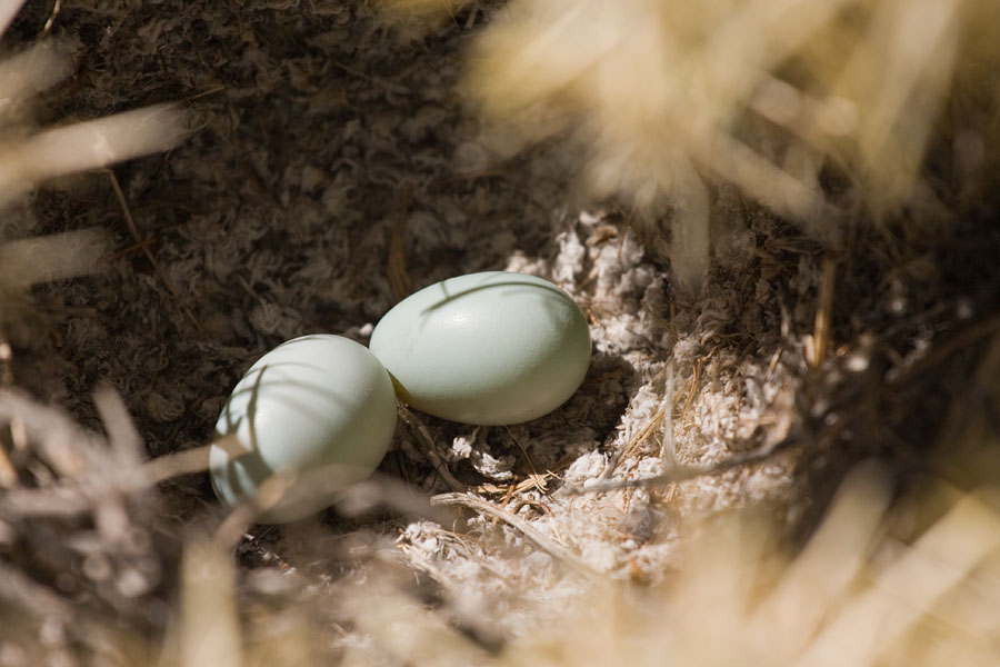 two white eggs in the middle of a nest