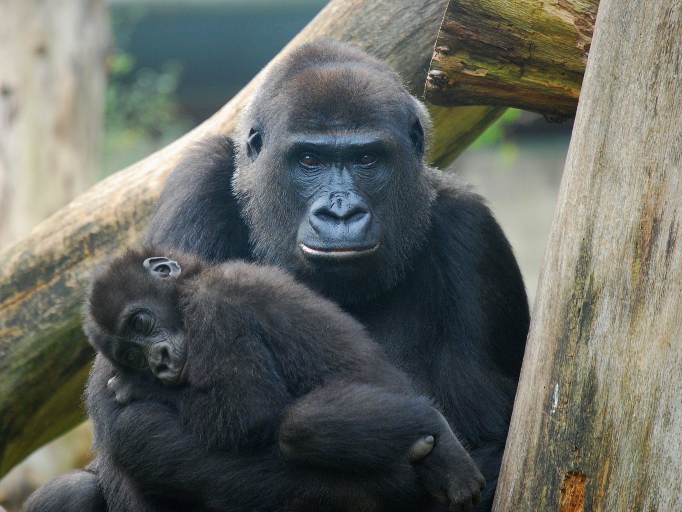 the mother and baby gorilla are sitting together