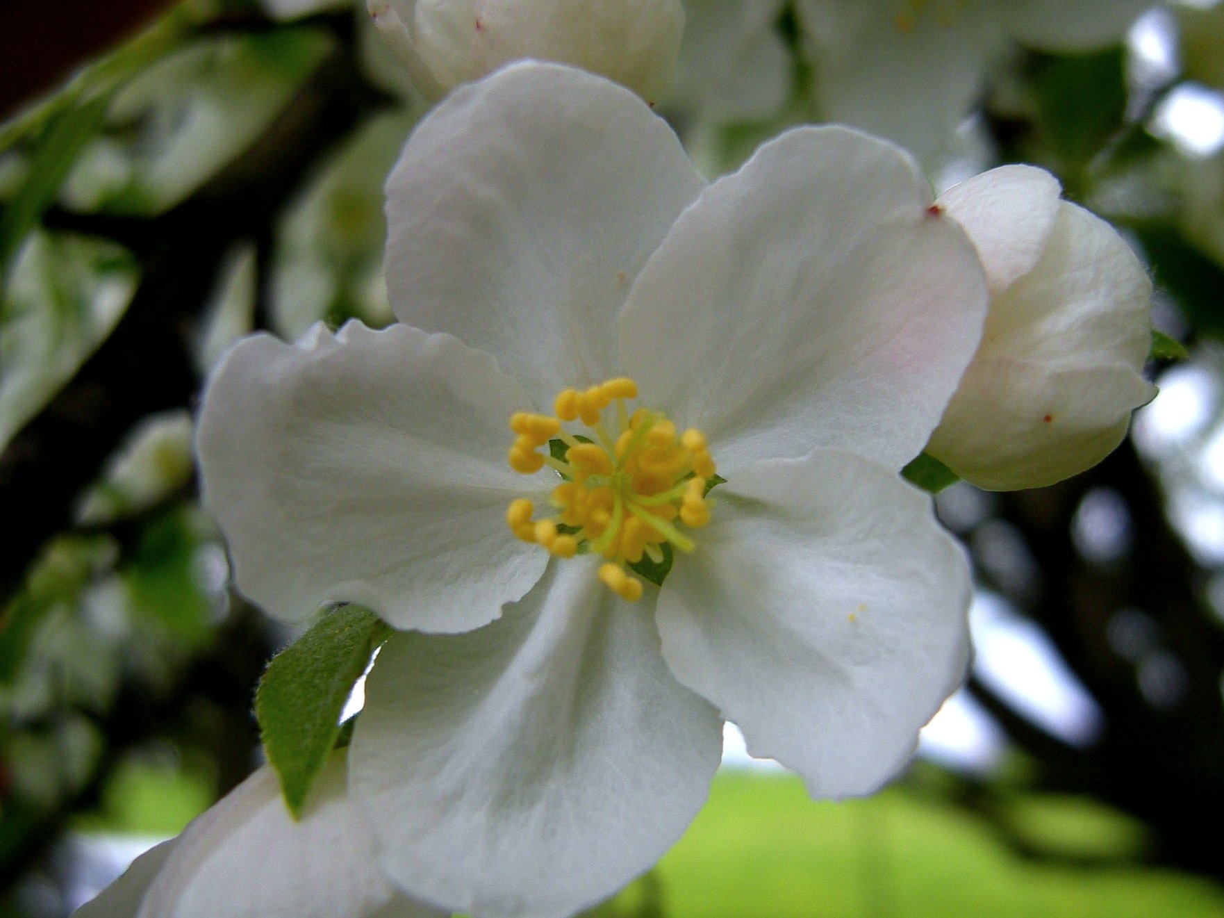 white flowers are blooming on a tree nch