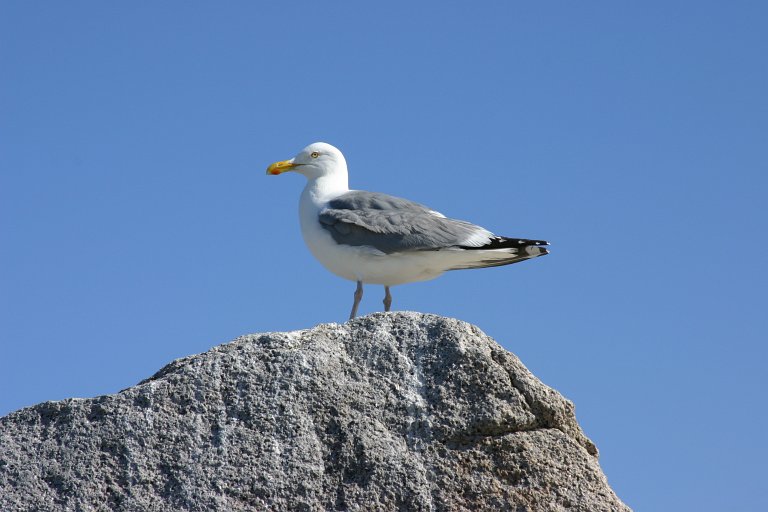 a bird is standing on top of a rock