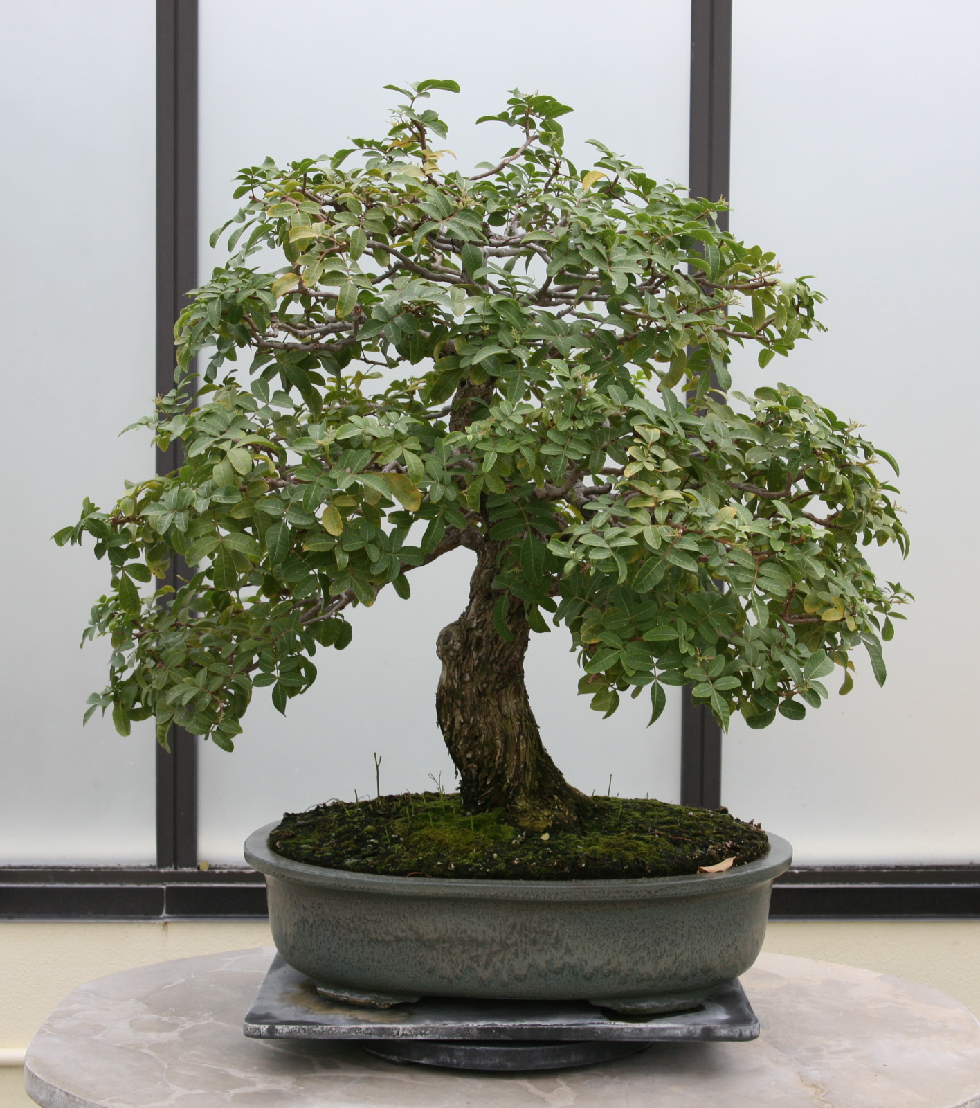 bonsai tree in a pot placed on a table