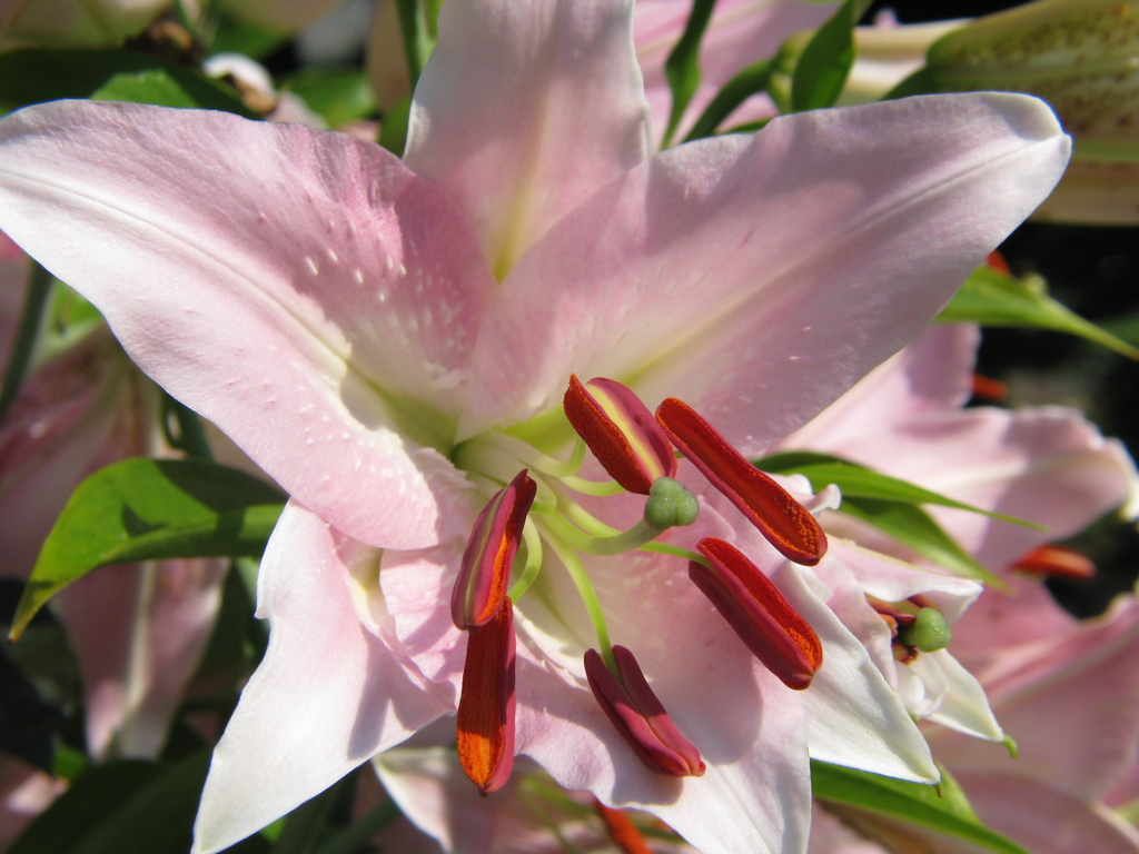 a large pink flower with long red stems