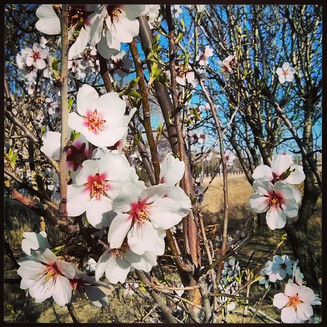 a couple of flowers are growing in a bush