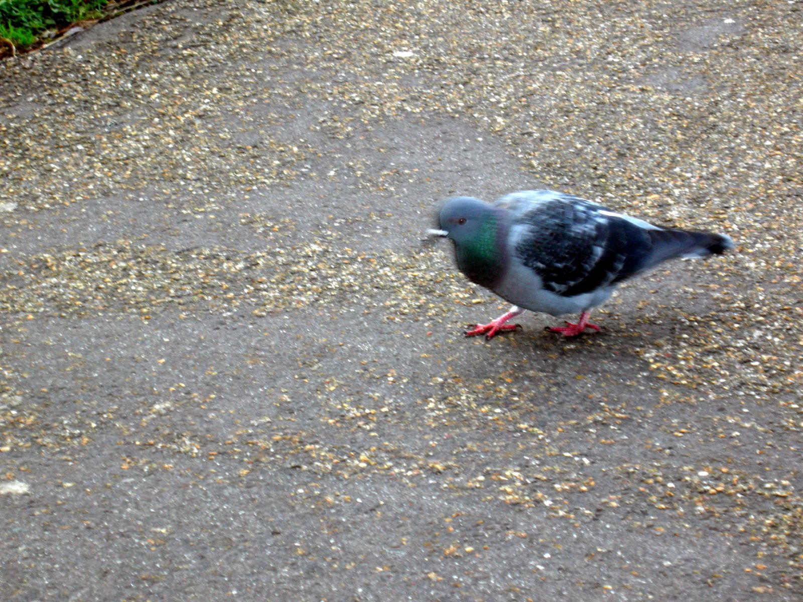 a pigeon walking on an asphalt surface