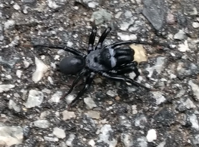 a spider crawling on the ground