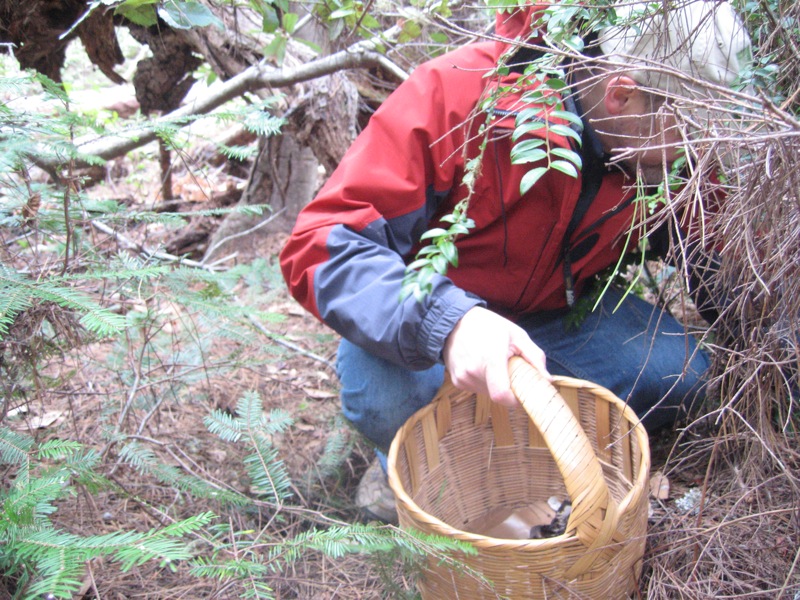 a man squats down picking soing from a basket in the forest