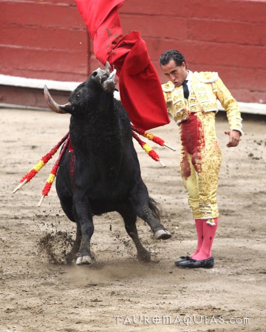 a man in yellow and red suit performing a bull fight