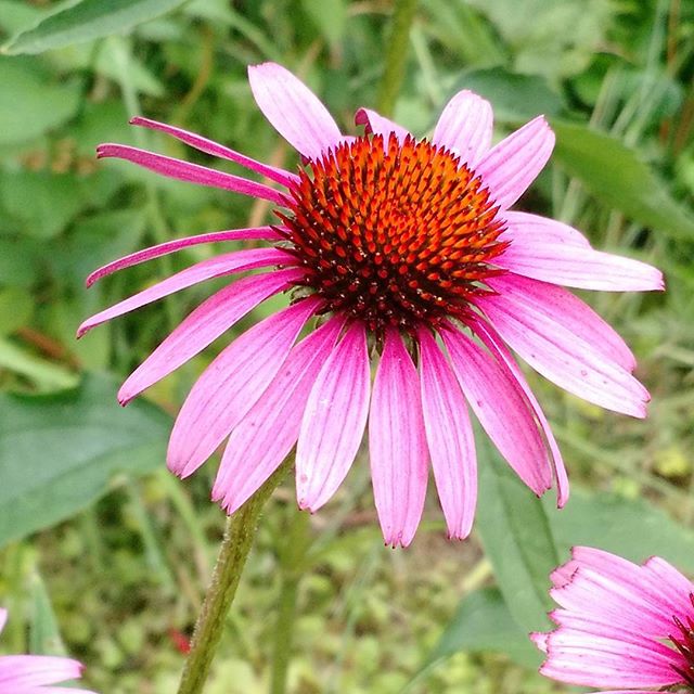 a big pink flower with yellow tips growing through it