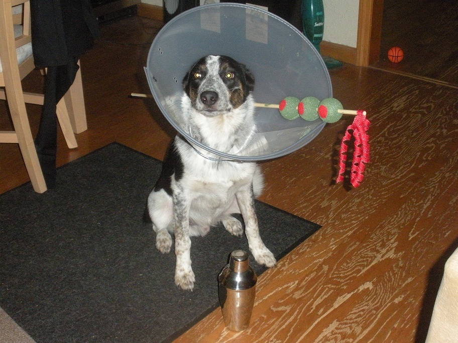 a dog has a cone on it's head