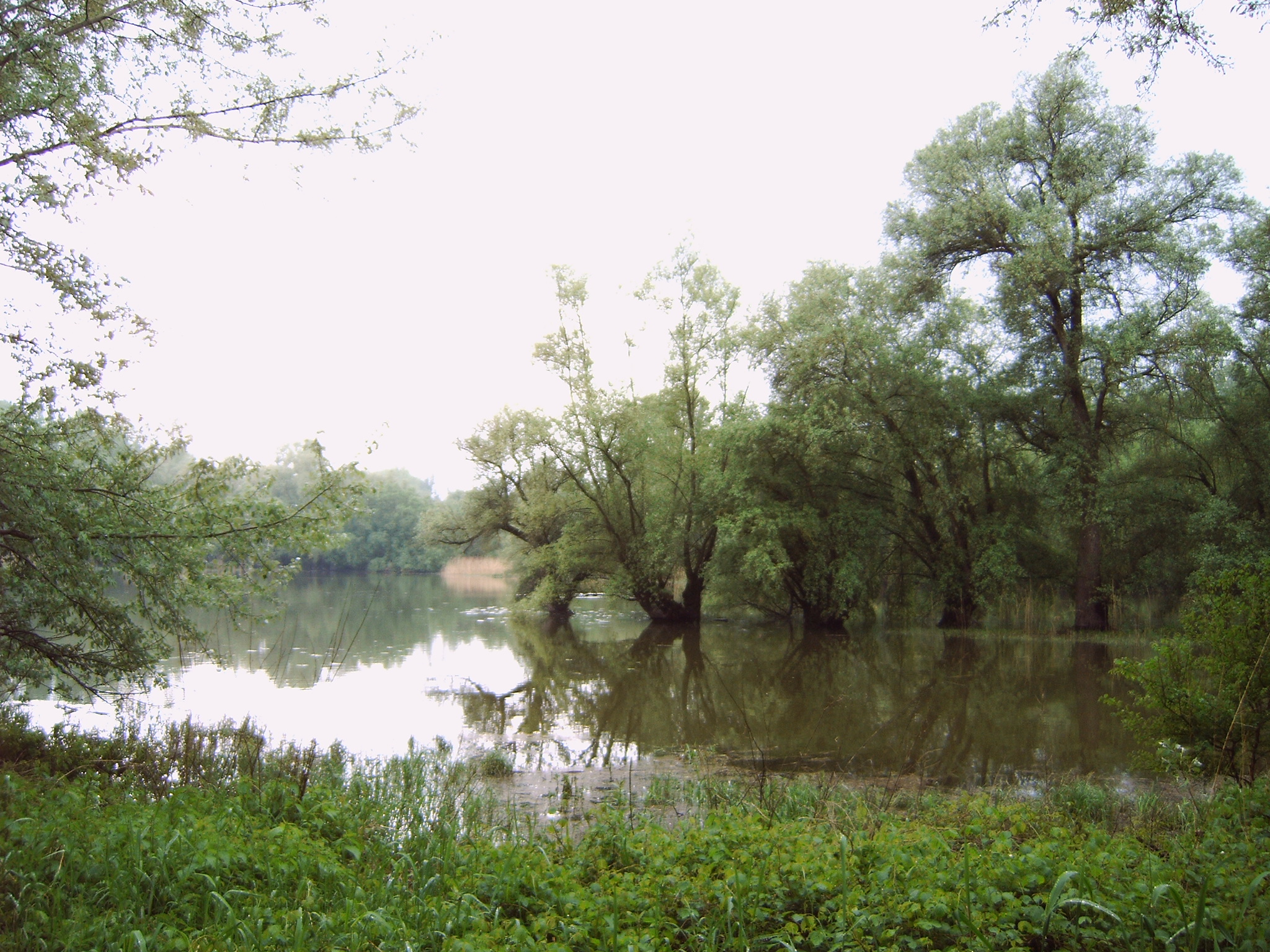 a flooded landscape with trees and plants