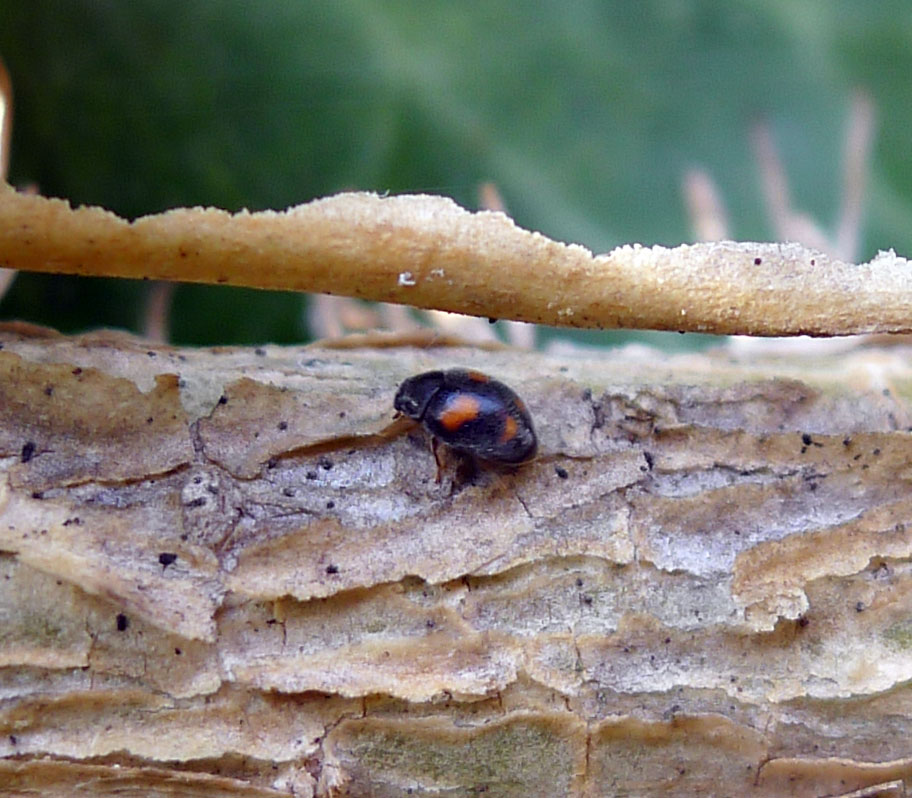 a close up of a small insect on a log