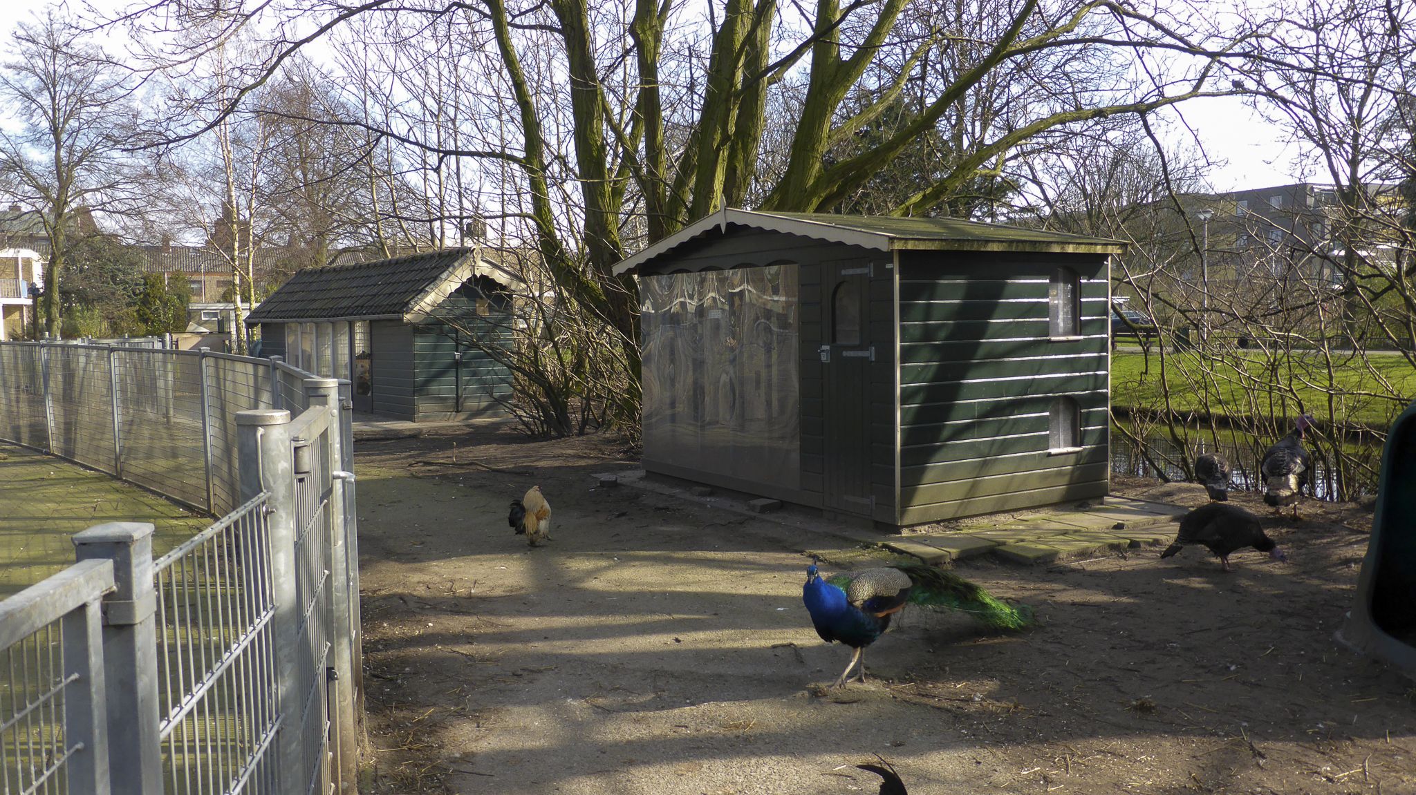 there are several peacocks and birds outside the small building