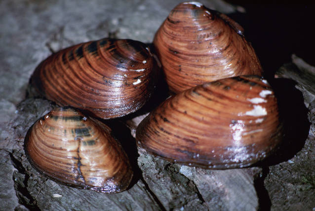 three clams on the rock covered in mud