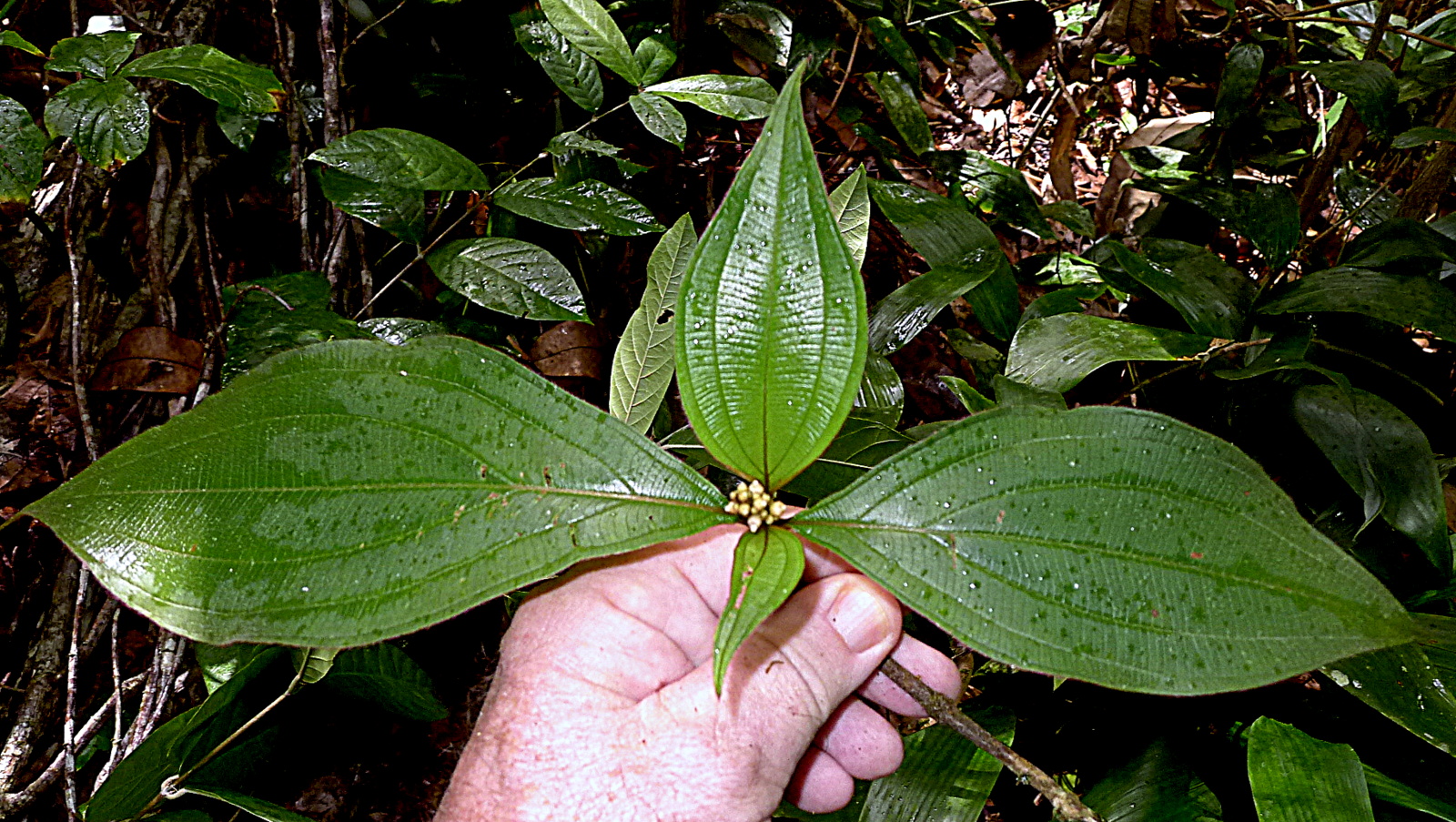 a green leaves plant being held up by someone