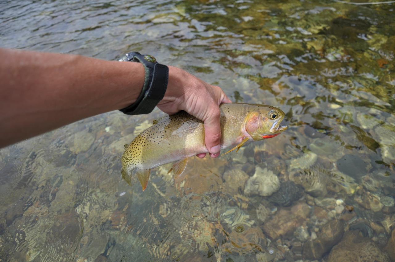 a fish in the water with someone holding it