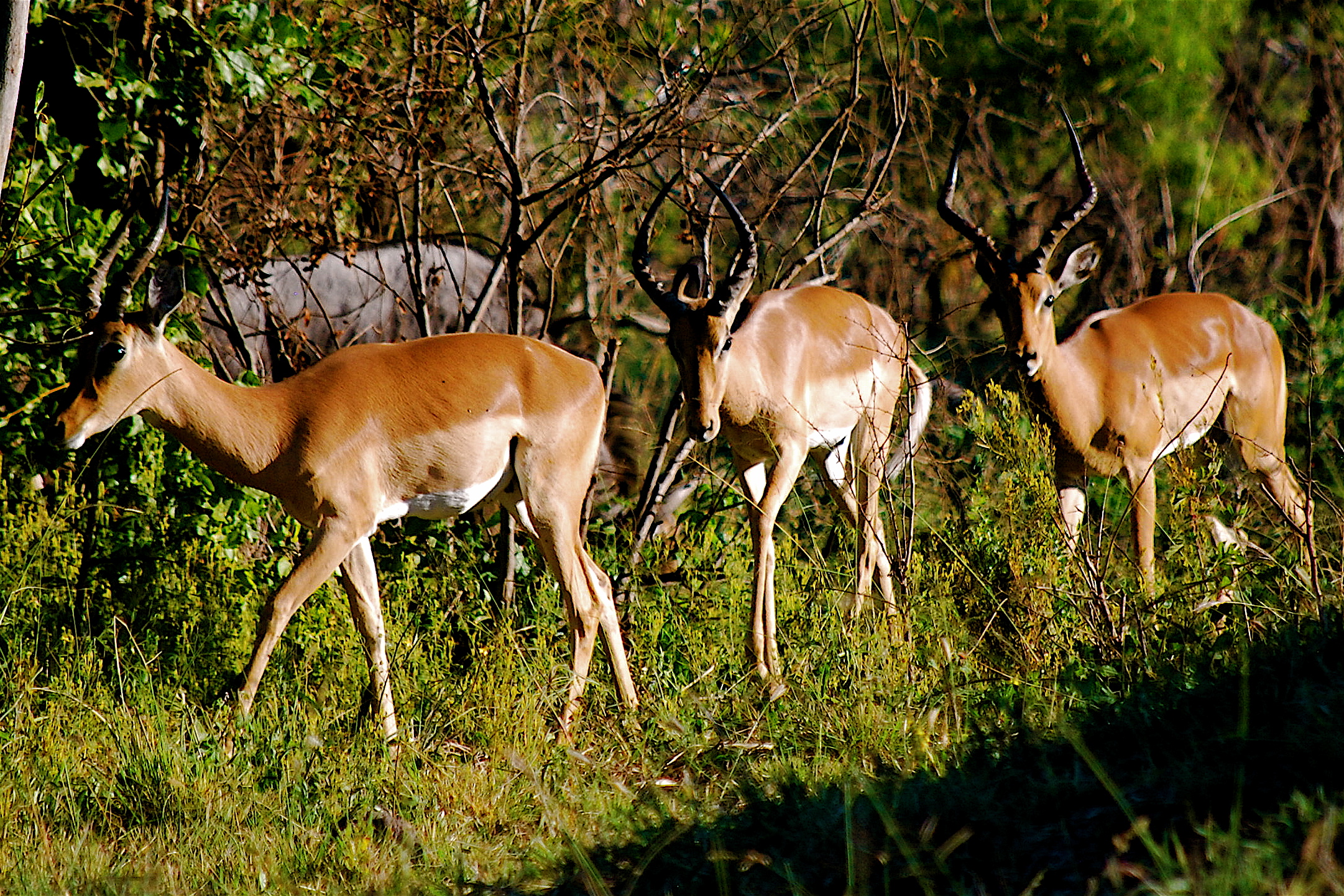 a group of deer grazing in tall grass next to trees