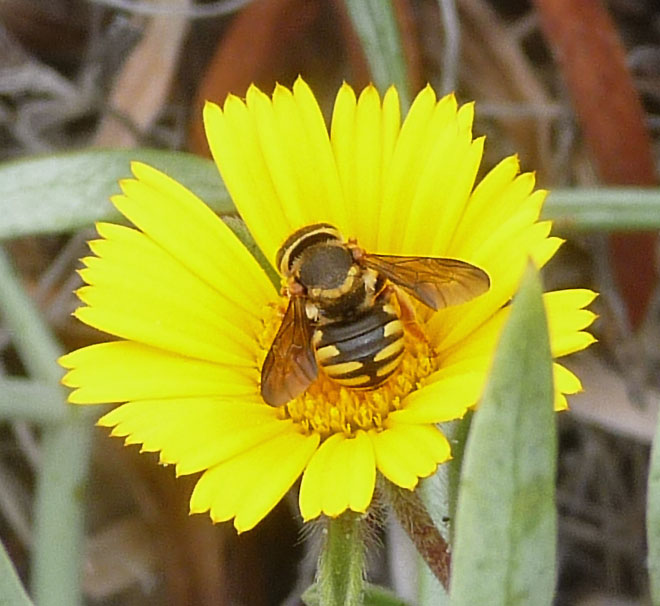 a bee sitting on top of a yellow flower