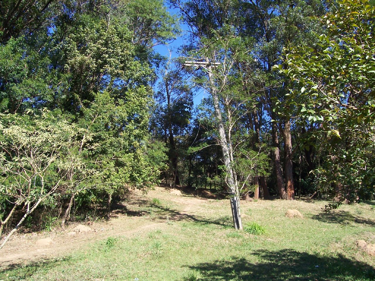 a tree line in the middle of a wooded area