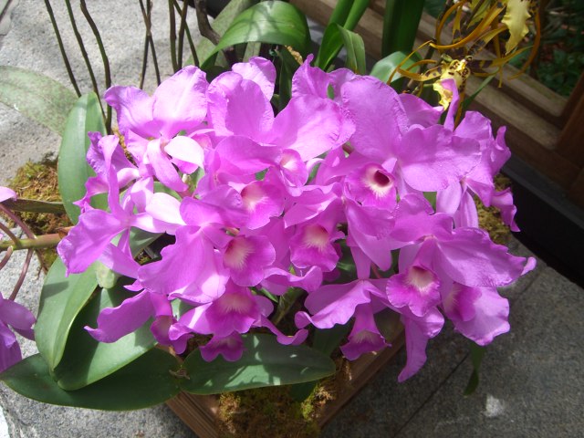 this pot has purple flowers and green leaves