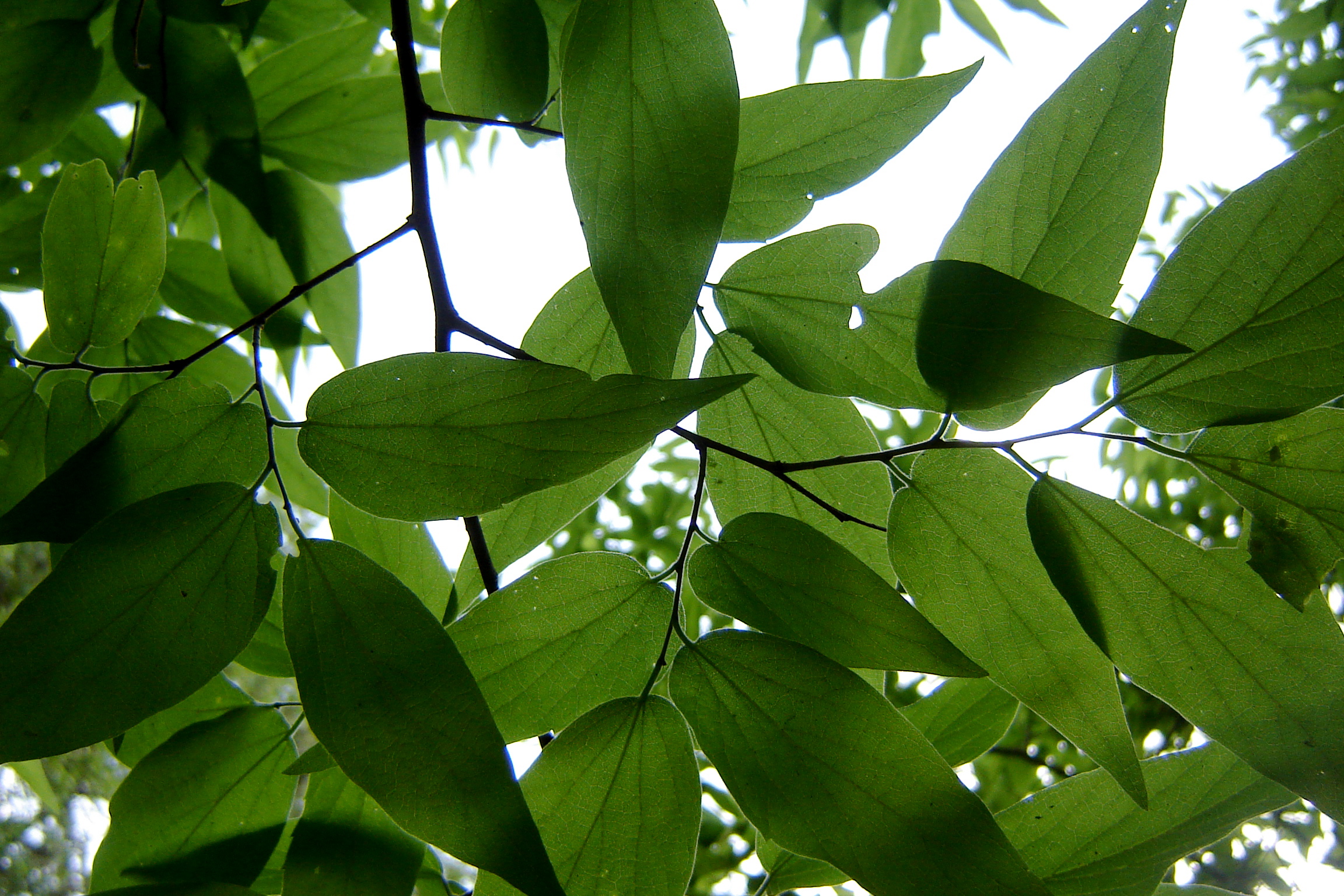 some green leaves that are growing on the nches