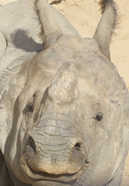 rhino looking forward while resting on the ground