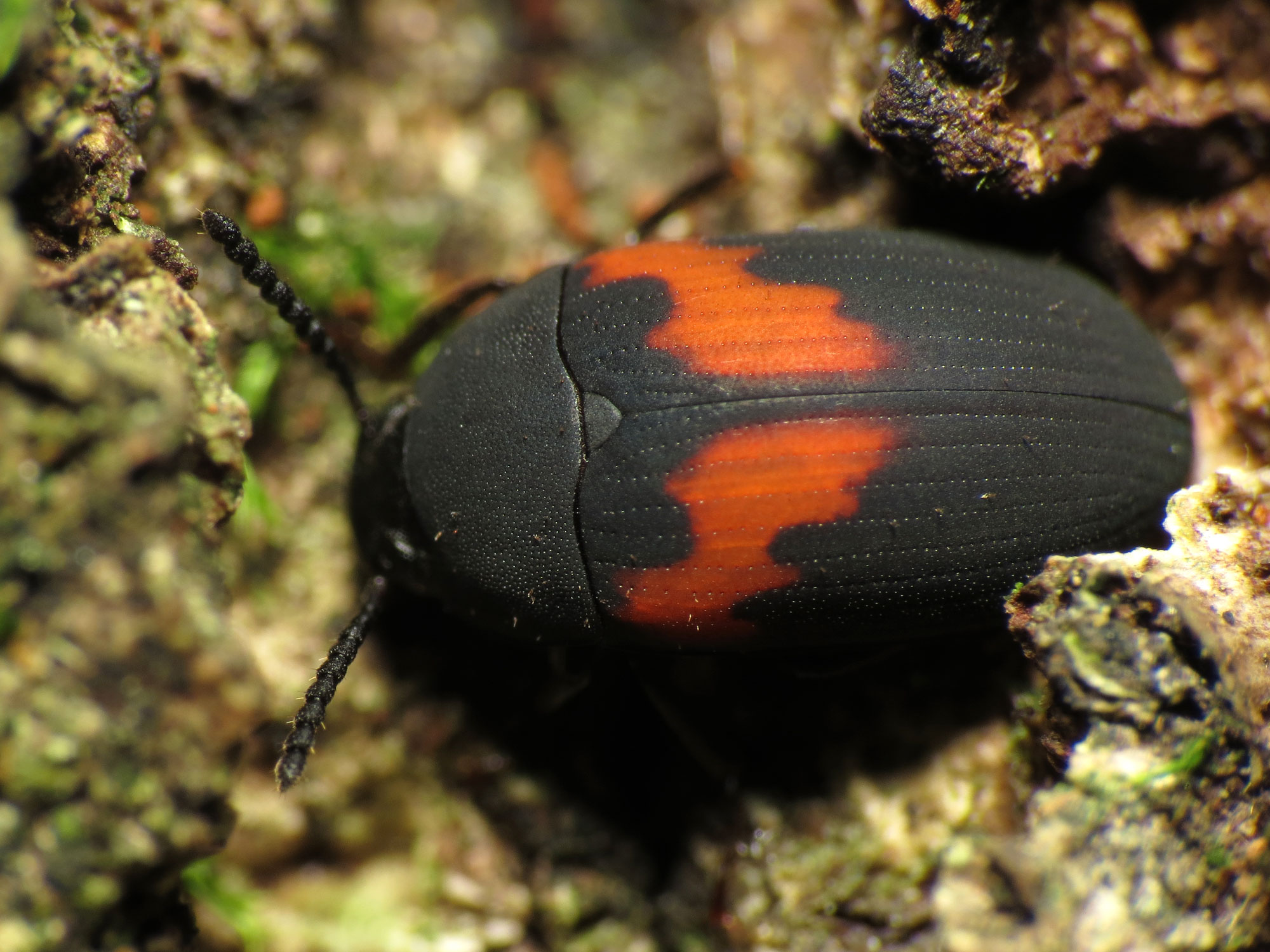 a brown and red bug crawling on some rocks