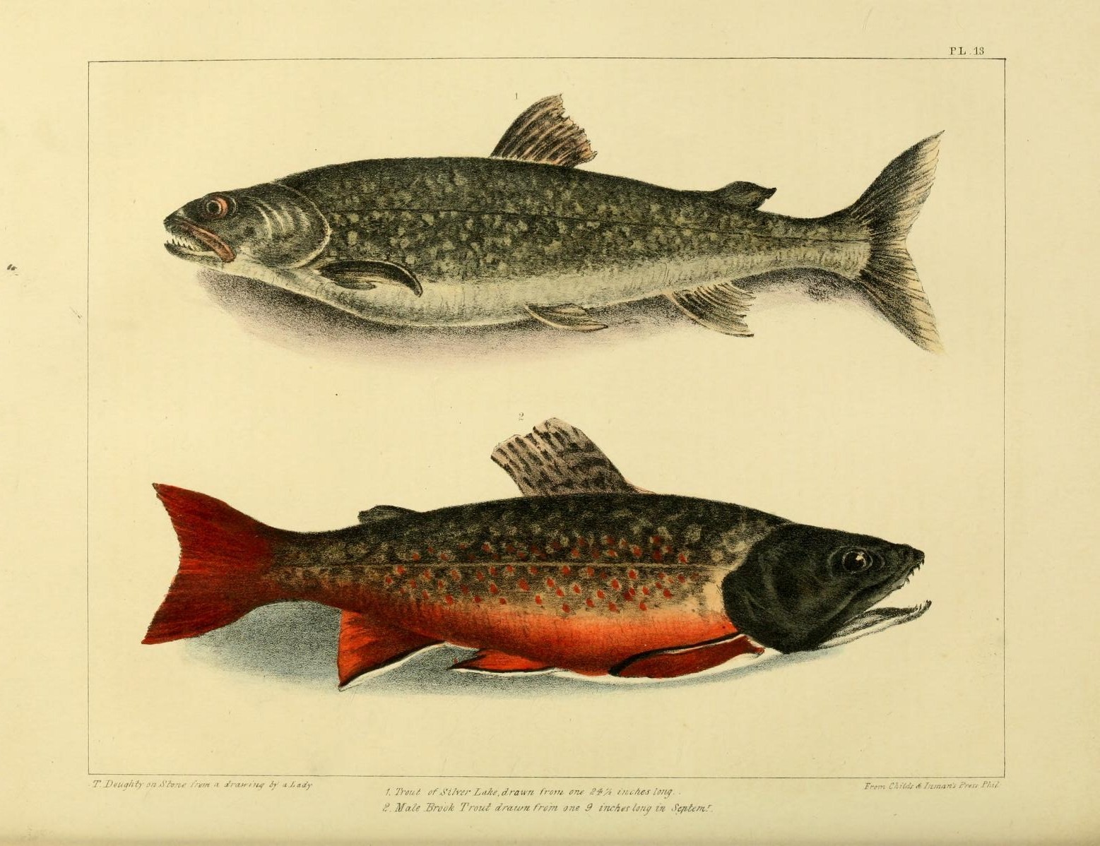 two illustrations of fish one red and the other brown